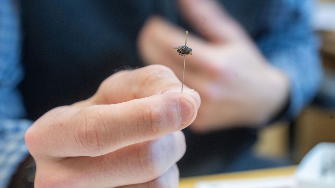 NMSU researcher holding a pinned New World screwworm