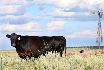 Livestock grazing in a field