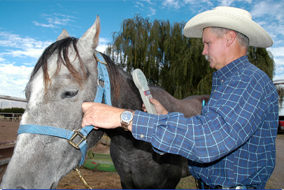 Veterinarian examining an animal