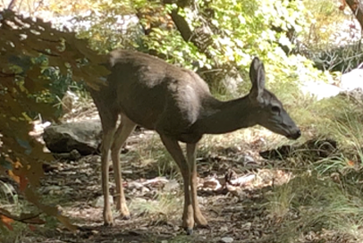 Wildlife in a natural habitat